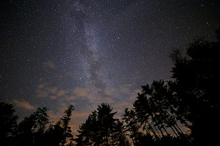 Silhouette of Trees at Night Low Angle Photography thumbnail
