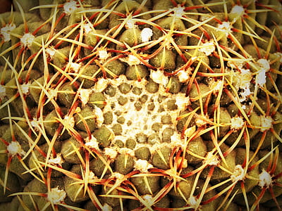 nature, pattern, plant, flower thumbnail