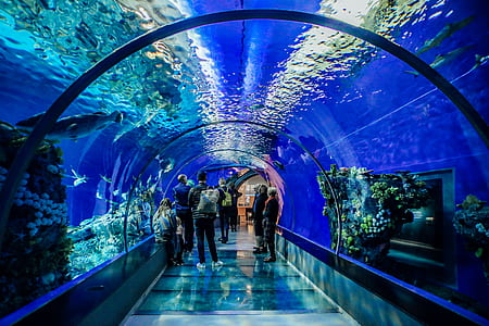 people standing inside fish aquarium thumbnail