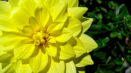 nature, petals, plant, blur thumbnail