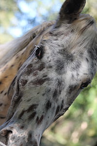 closeup photo of white and black horse head thumbnail