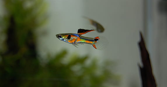 orange, green, and blue guppy fish thumbnail