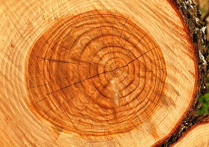 close up photo of tree trunk thumbnail