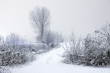 snow-covered field and trees during daytime thumbnail