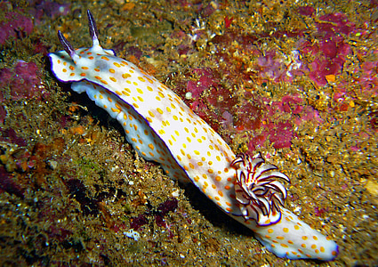 white and yellow sea slug on brown surface thumbnail