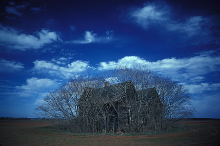 brown house surrounded by leafless tree thumbnail