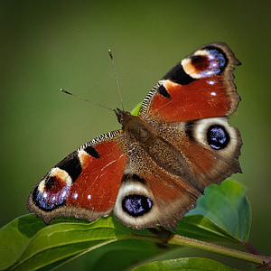 macro photo of peacock butterfly thumbnail