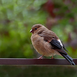close up photography of brown bird on brown metal rod at daytime thumbnail
