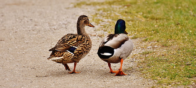 two mallard ducks walking on grass field during daytime thumbnail