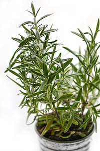 green potted plant thumbnail