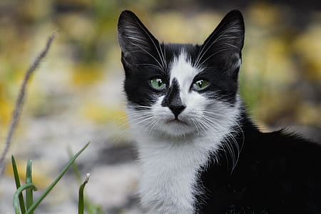 tilt shift photo of black and white cat thumbnail