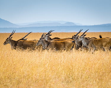herd of brown antelope in open field at daytime thumbnail