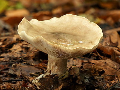 close-up photography of brown mushroom thumbnail