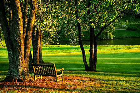 brown wooden bench under a large tree thumbnail