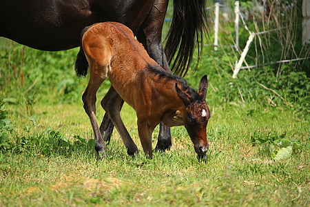 brown horse colt on grass thumbnail