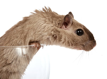 brown mouse in white background thumbnail