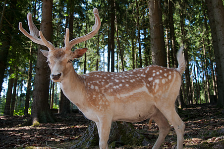 deer on forest thumbnail