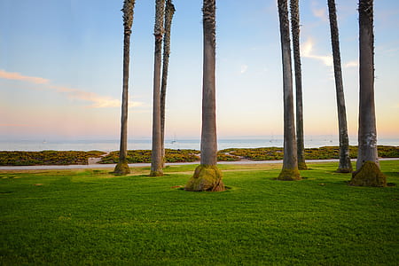 gray and brown trees near seashore thumbnail