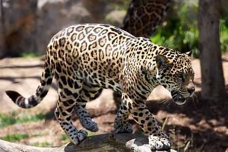 yellow, black, and brown leopard walking near tree during daytime thumbnail