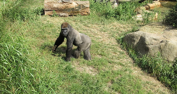 gorilla near stone thumbnail