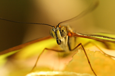 macro photography of fly thumbnail