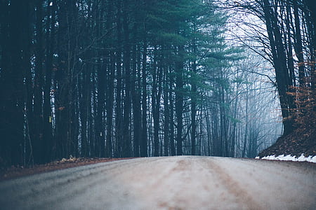 gray road between trees thumbnail