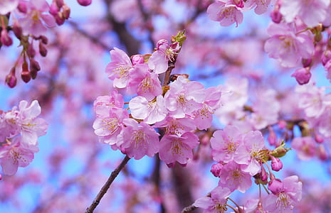 pink cherry blossom flowers in closeup photography thumbnail