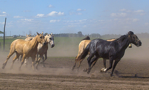 running black and brown horses thumbnail