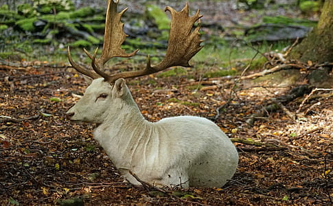 deer resting on ground thumbnail