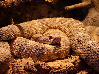 brown and beige snake on brown wooden surface thumbnail