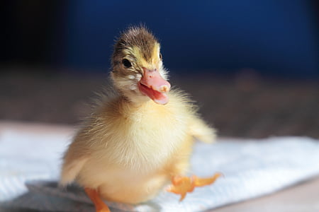 selective focus photography of duckling thumbnail