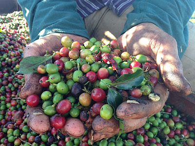 close-up of round green and red fruits on person's hands thumbnail