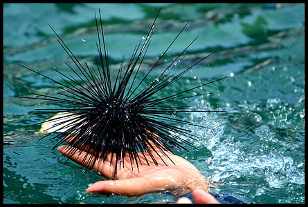 person holding black sea urchin thumbnail