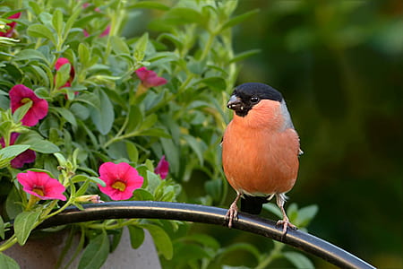 bullfinch perching on gray metal handle thumbnail