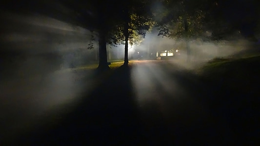forest, fog, dark, loneliness thumbnail