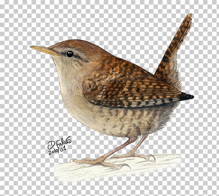 carolina wren bird drawing