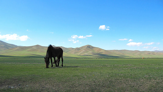 black horse on green grassfield thumbnail