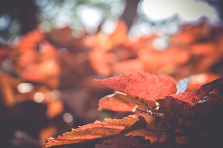 maple leaf shallow focus photography thumbnail