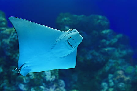 underwater photography of white stingray thumbnail