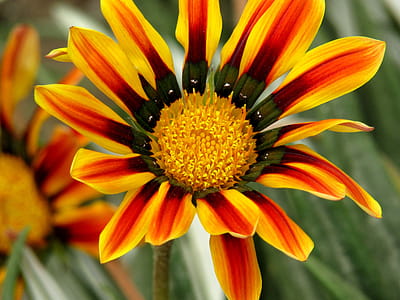 a sign of nature's beauty, a flower with different colors combination thumbnail
