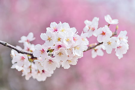 close up photograph of pink petaled flowers thumbnail