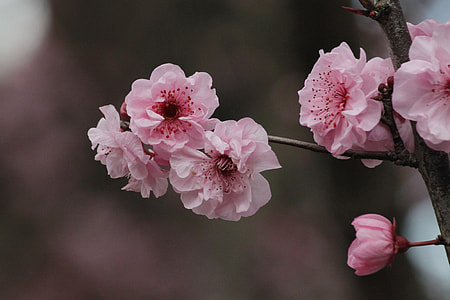 Sakura, Cherry Blossom thumbnail