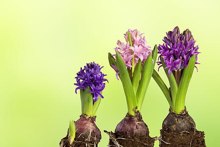 pink and purple flowers thumbnail