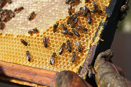 close up of beehive thumbnail