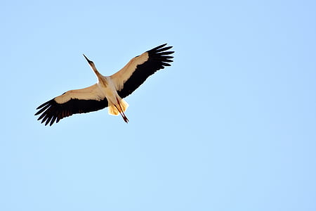 white and black stork bird thumbnail