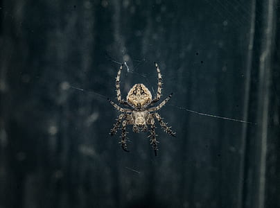Brown Araneus Cavaticus Barn Spider thumbnail