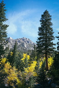 landscape, nature, sky, forest thumbnail