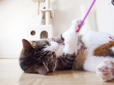 kitten playing pink band thumbnail