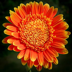 selective focus photography of orange and yellow petaled Gerbera daisy thumbnail