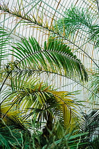 green leaf plants inside house thumbnail